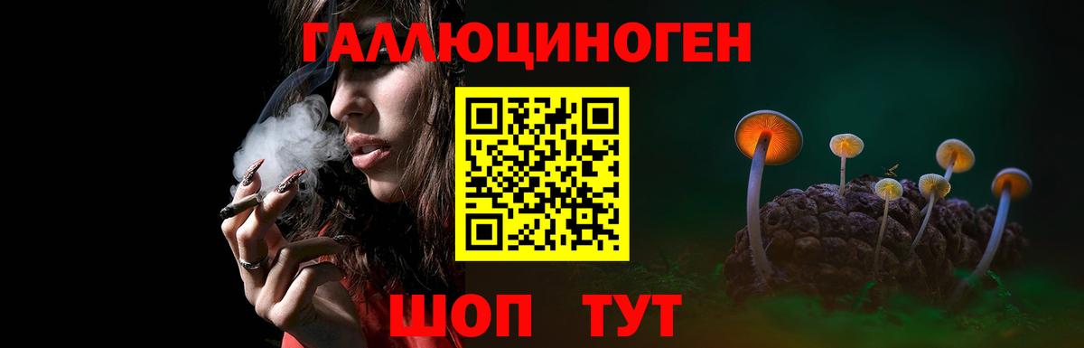 где продают   Верхняя Пышма  Псилоцибиновые грибы GOLDEN TEACHER 